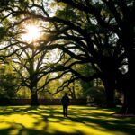 Czy można wyciąć drzewa na swojej działce